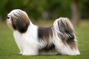 Lhasa Apso — Parti-color coat