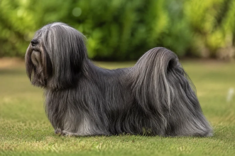 Lhasa Apso — Smoke coat