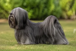 Lhasa Apso — Smoke coat