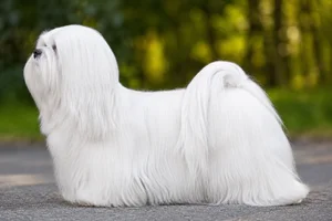 Lhasa Apso — White coat