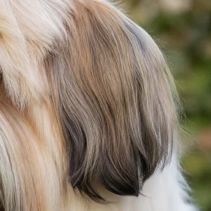 Lhasa Apso — ears