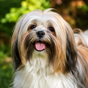 Lhasa Apso — happy