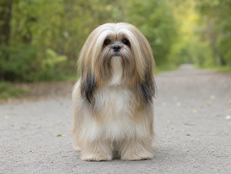 Lhasa Apso — front