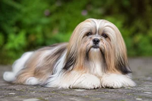 Lhasa Apso — lying down