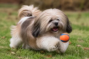 Lhasa Apso — playing