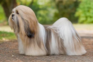 Lhasa Apso dog