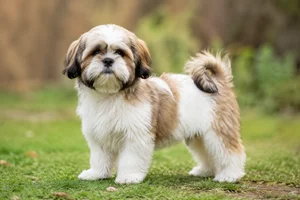 Lhasa Apso — puppy (~4 mo)
