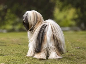 Lhasa Apso — rear