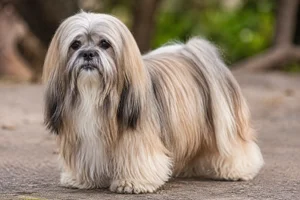 Lhasa Apso — senior