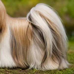 Lhasa Apso — tail