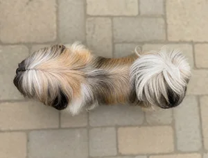 Lhasa Apso — top