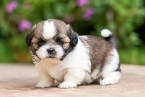 Lhasa Apso — young puppy (~1 mo)