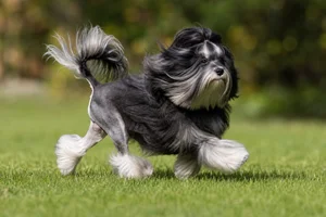 Löwchen — running