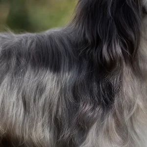 Löwchen — coat texture