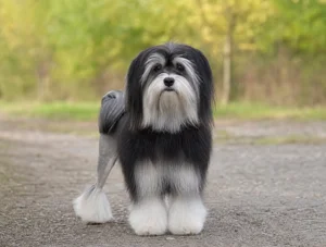 Löwchen — front