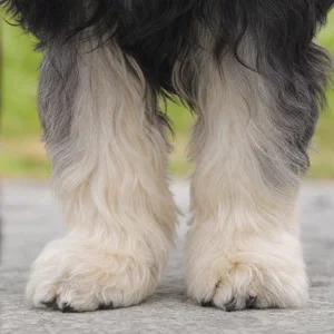 Löwchen — paws