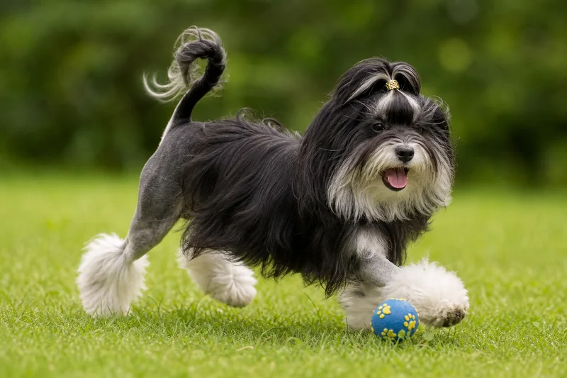 Löwchen — playing