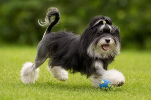 Löwchen — playing