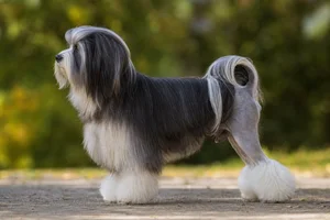 Löwchen dog