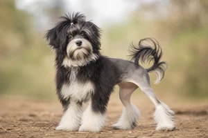 Löwchen — puppy (~4 mo)