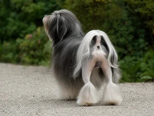 Löwchen — rear