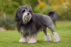 Löwchen — senior