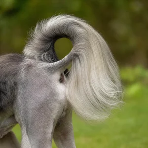 Löwchen — tail