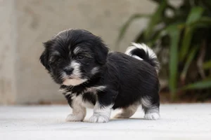 Löwchen — young puppy (~1 mo)