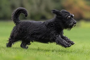 Lucas Terrier — running