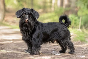 Lucas Terrier — adult