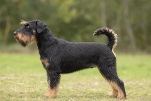 Lucas Terrier — Black & Tan coat