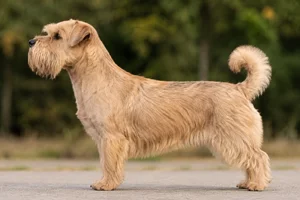 Lucas Terrier — Tan coat