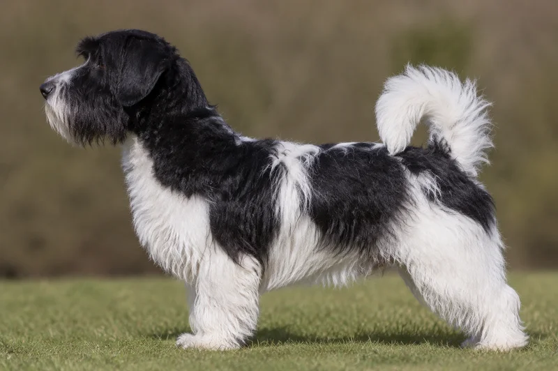 Lucas Terrier — White & Black coat