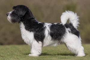 Lucas Terrier — White & Black coat