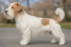 Lucas Terrier — White & Tan coat