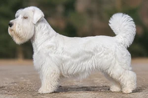 Lucas Terrier — White coat