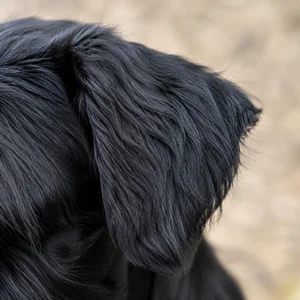 Lucas Terrier — ears