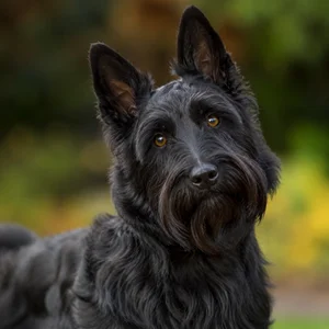 Lucas Terrier — alert