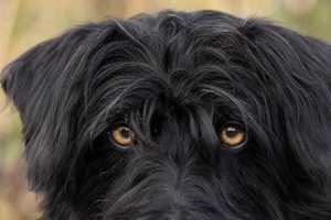 Lucas Terrier — eyes
