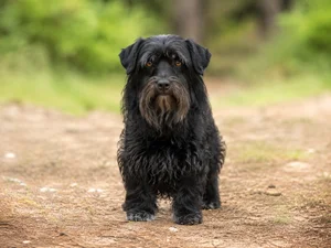 Lucas Terrier — front
