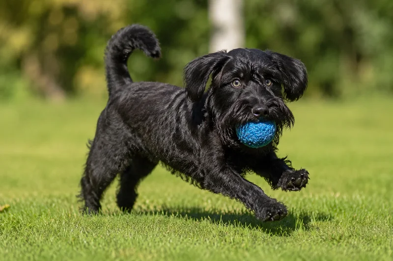 Lucas Terrier — playing