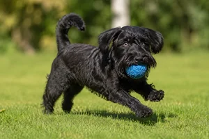 Lucas Terrier — playing