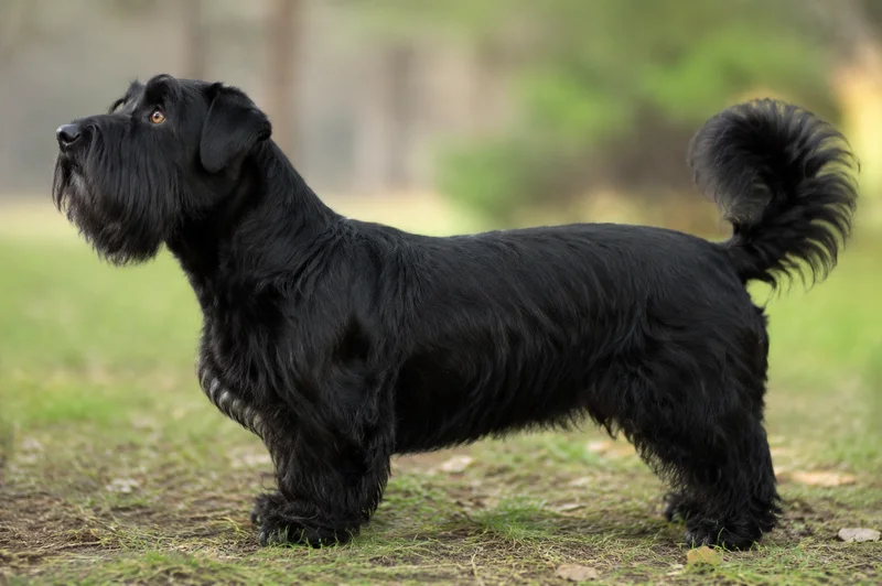Lucas Terrier — side