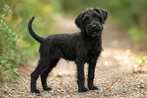 Lucas Terrier — puppy (~4 mo)