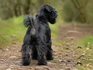 Lucas Terrier — rear