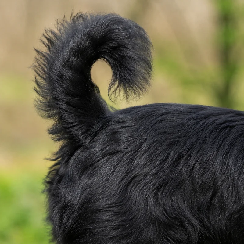 Lucas Terrier — tail