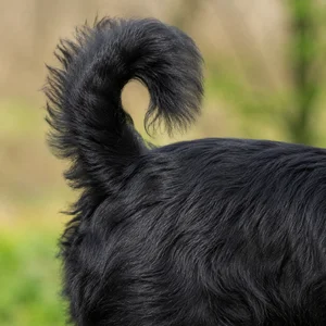 Lucas Terrier — tail