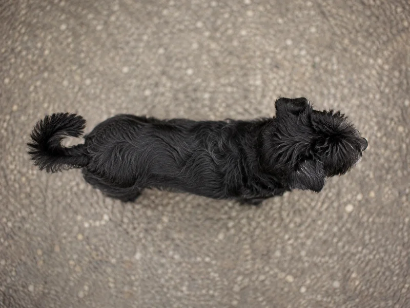 Lucas Terrier — top