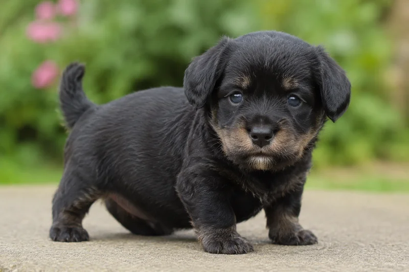 Lucas Terrier — young puppy (~1 mo)