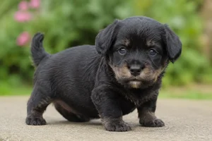 Lucas Terrier — young puppy (~1 mo)